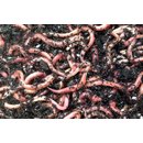 Riesen-Rotwürmer (Dendrobena) verschiedene Mengen wählbar